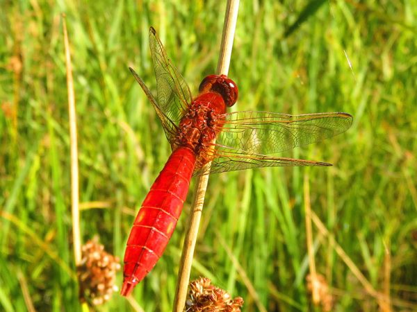 Vuurlibel (Crocothemis erythraea) mannetje