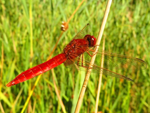 Vuurlibel (Crocothemis erythraea) mannetje