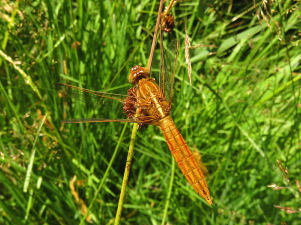 Vuurlibel (Crocothemis erythraea) jong mannetje