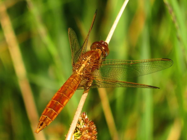 Vuurlibel (Crocothemis erythraea) mannetje