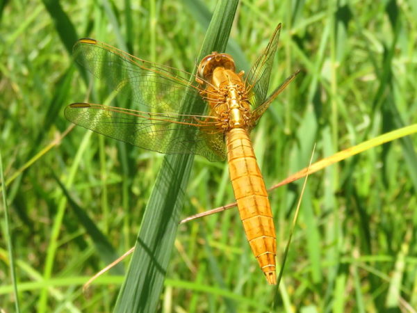 Vuurlibel (Crocothemis erythraea) mannetje
