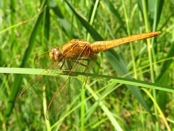 Vuurlibel (Crocothemis erythraea) mannetje