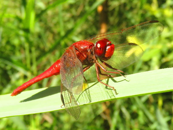 Vuurlibel (Crocothemis erythraea) mannetje