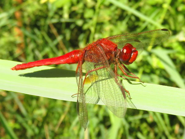 Vuurlibel (Crocothemis erythraea) mannetje