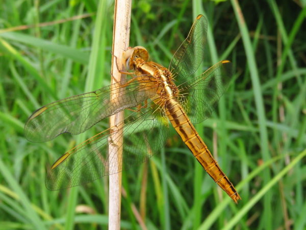 Vuurlibel (Crocothemis erythraea) vrouwtje