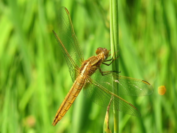 Vuurlibel (Crocothemis erythraea) vrouwtje