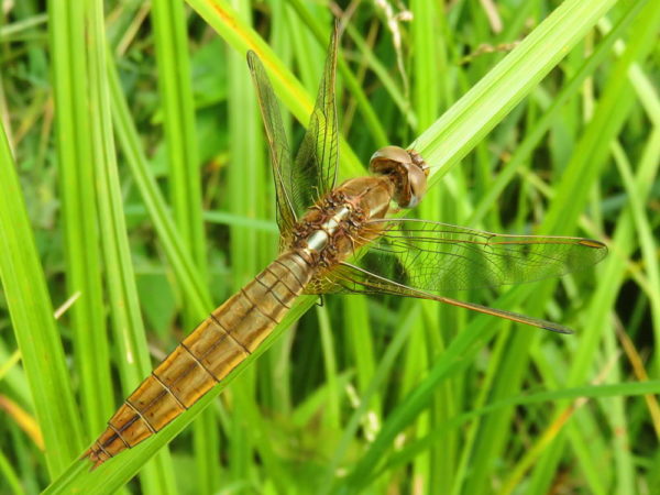 Vuurlibel (Crocothemis erythraea) vrouwtje