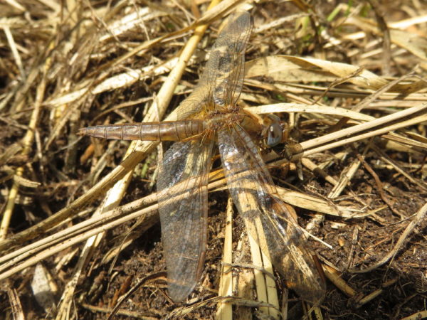 Vuurlibel (Crocothemis erythraea) vrouwtje
