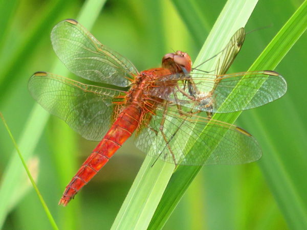 Vuurlibel (Crocothemis erythraea) vrouwtje
