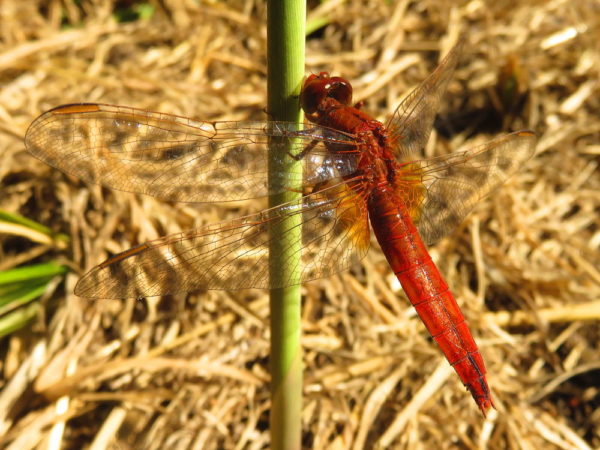 Vuurlibel (Crocothemis erythraea) vrouwtje