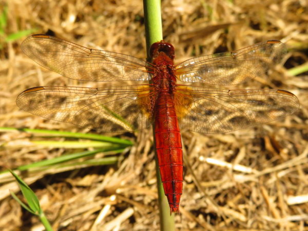 Vuurlibel (Crocothemis erythraea) vrouwtje