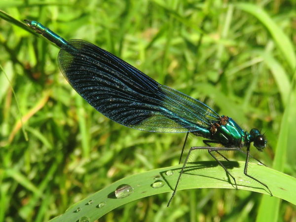 Weidebeekjuffer (Calopteryx splendens) mannetje