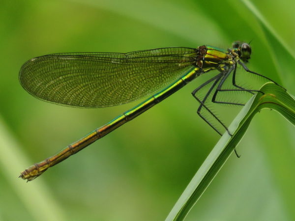 Weidebeekjuffer (Calopteryx splendens) vrouwtje