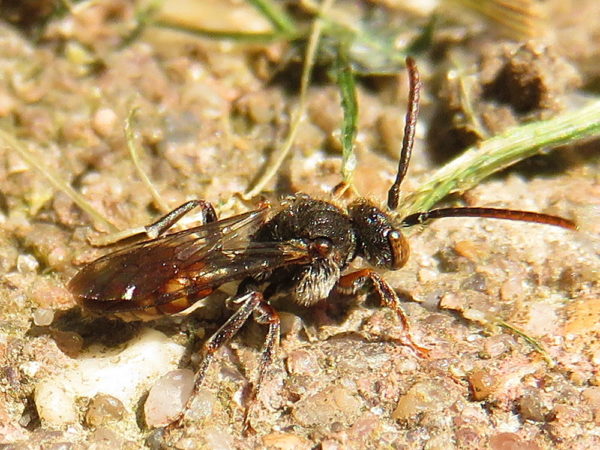 Gewone kleine wespbij (Nomada flavoguttata) mannetje