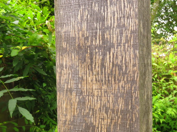 Wespen knagen aan hout