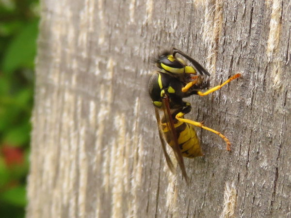 Wespen knagen aan hout