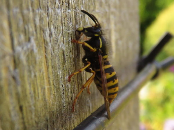 Wesp knaagt aan hout