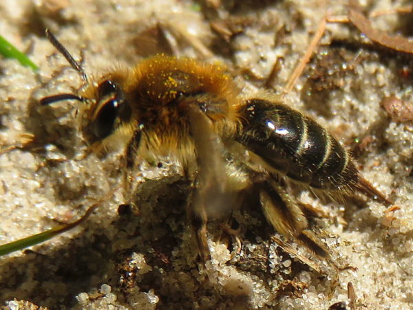 Witbaardzandbij (Andrena barbilabris) vrouwtje
