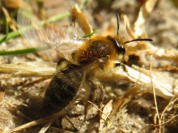 Witbaardzandbij (Andrena barbilabris) vrouwtje