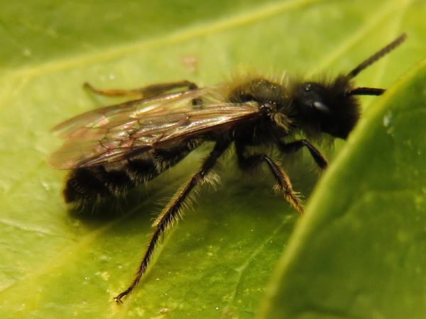 Tweekleurige zandbij (Andrena bicolor) mannetje