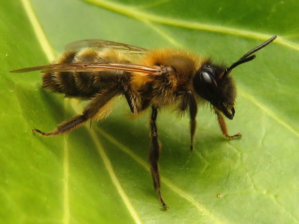 Donkere rimpelrug (Andrena bimaculata) mannetje