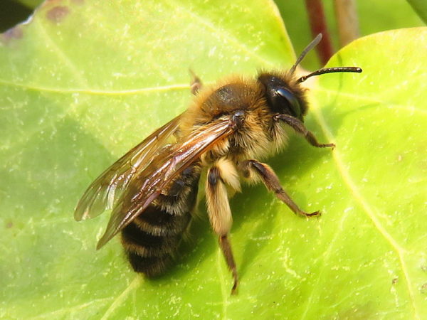 Donkere rimpelrug (Andrena bimaculata) vrouwtje