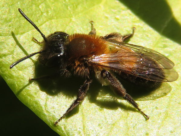 Variabele zandbij (Andrena varians) vrouwtje