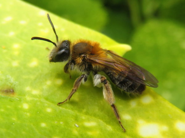 Valse Rozenzandbij (Andrena helvola) vrouwtje