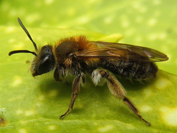 Valse Rozenzandbij (Andrena helvola) vrouwtje