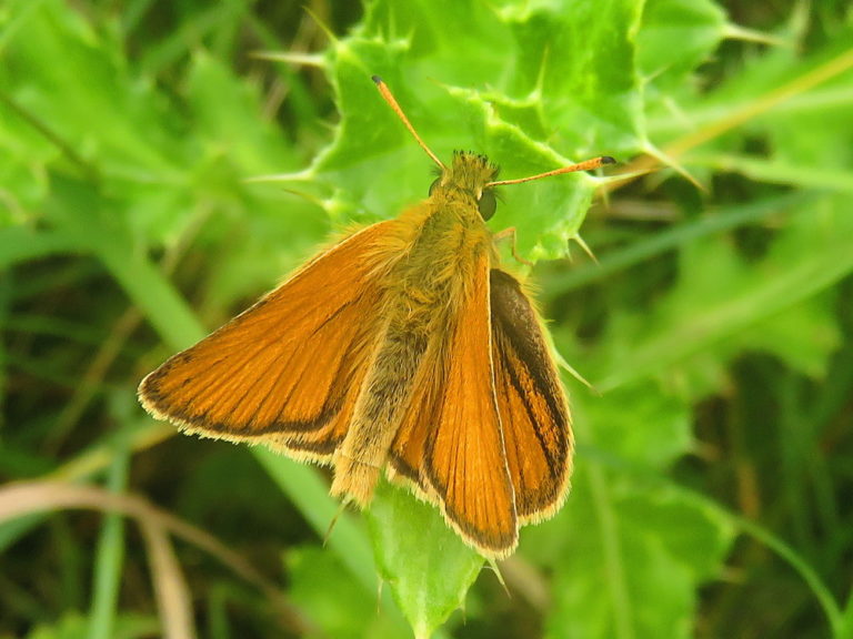 Van Welk Dier Zijn Dikkopjes De Jongen