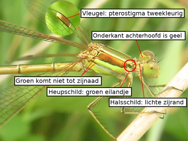 Zwervende pantserjuffer borststuk