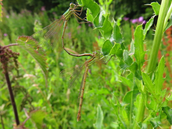 Zwervende pantserjuffer (Lestes barbarus) mannetje en vrouwtje