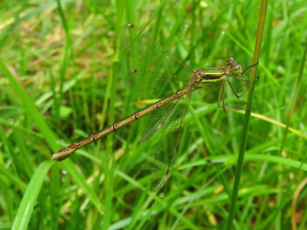 Zwervende pantserjuffer (Lestes barbarus) vrouwtje