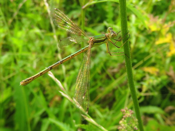 Zwervende pantserjuffer (Lestes barbarus) vrouwtje