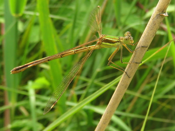 Zwervende pantserjuffer (Lestes barbarus) vrouwtje