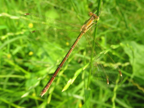 Zwervende pantserjuffer (Lestes barbarus) vrouwtje